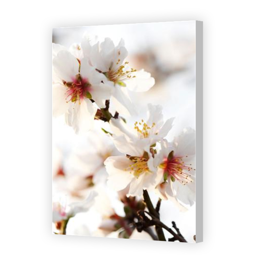 Thumbnail for Canvas - Coloured Canvas Wrap