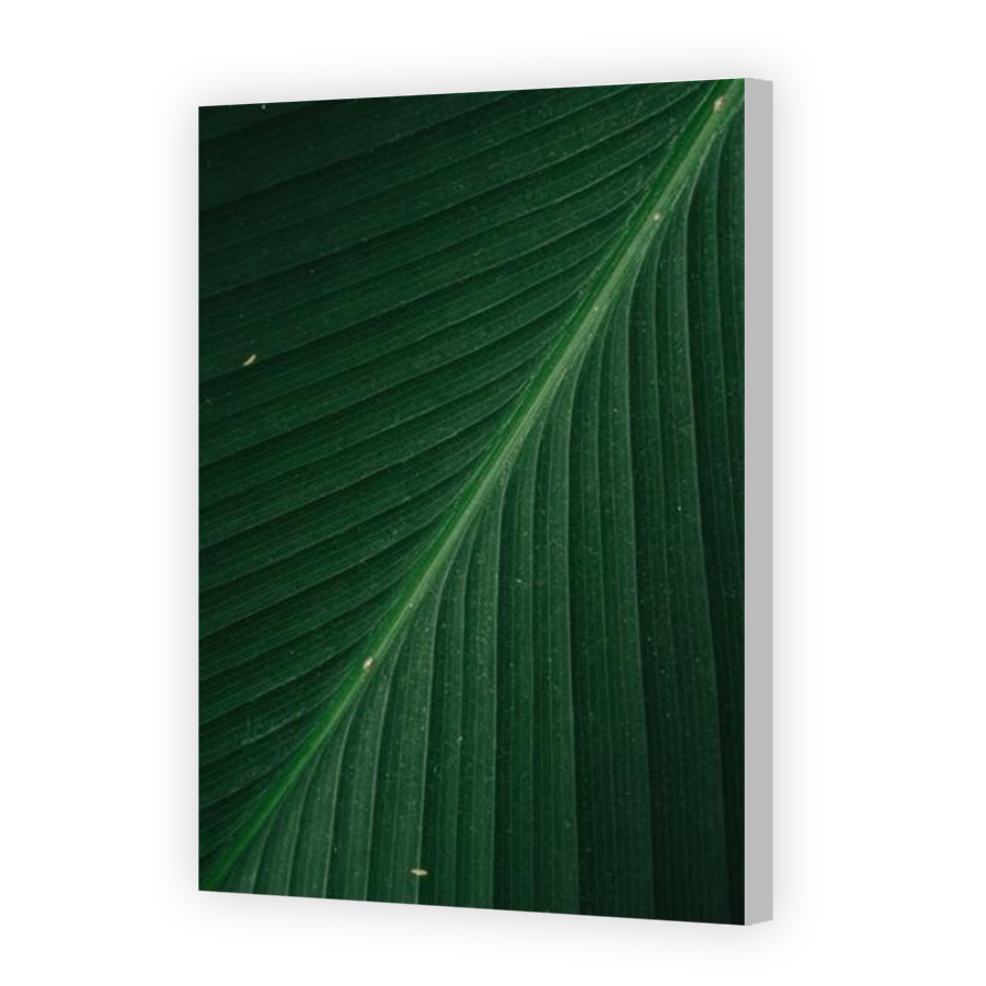 Thumbnail for Canvas - Coloured Canvas Wrap
