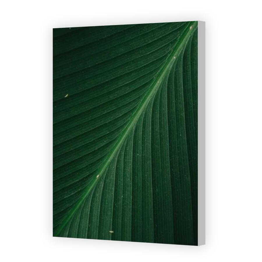 Thumbnail for Canvas - Coloured Canvas Wrap