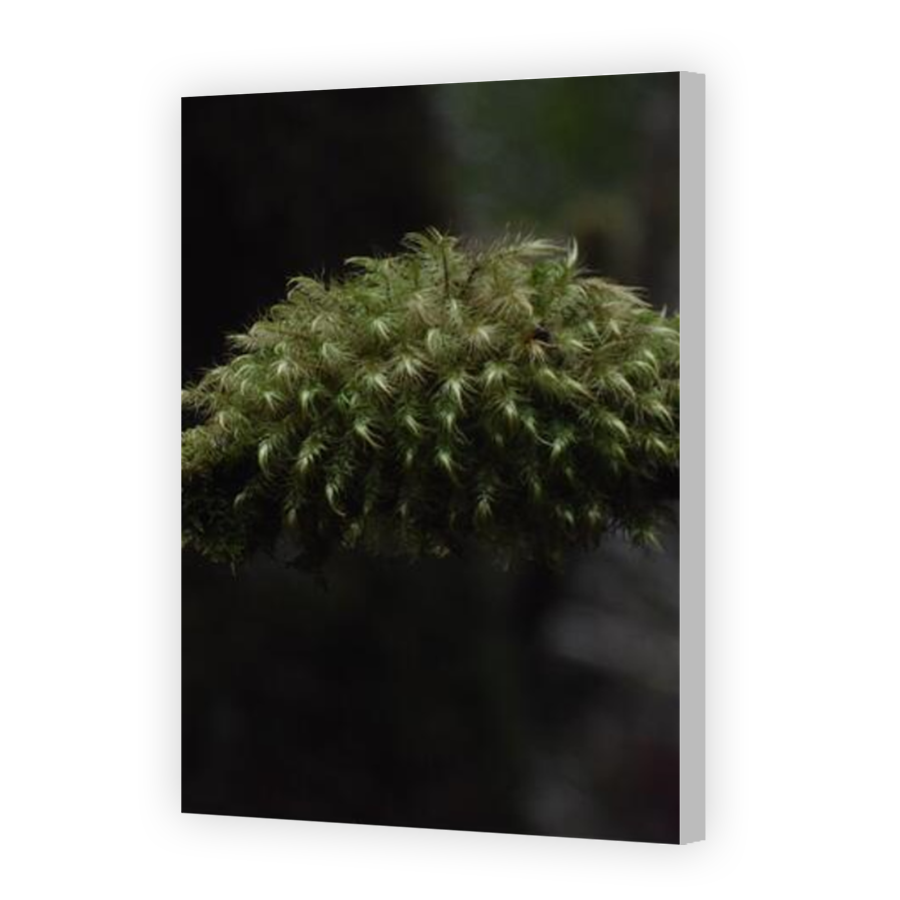 Thumbnail for Canvas - Coloured Canvas Wrap