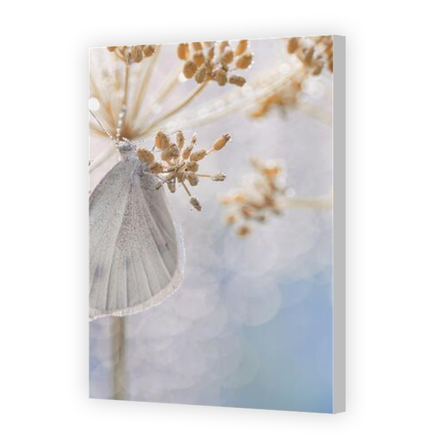 Thumbnail for Canvas - Coloured Canvas Wrap