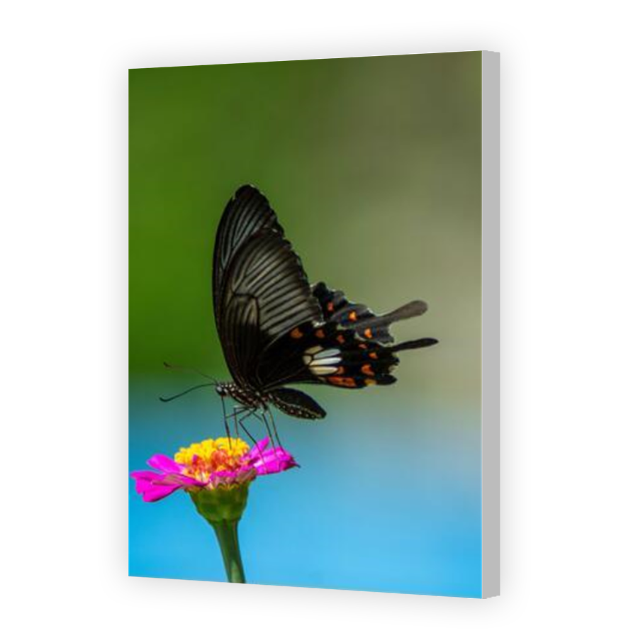 Thumbnail for Canvas - Coloured Canvas Wrap