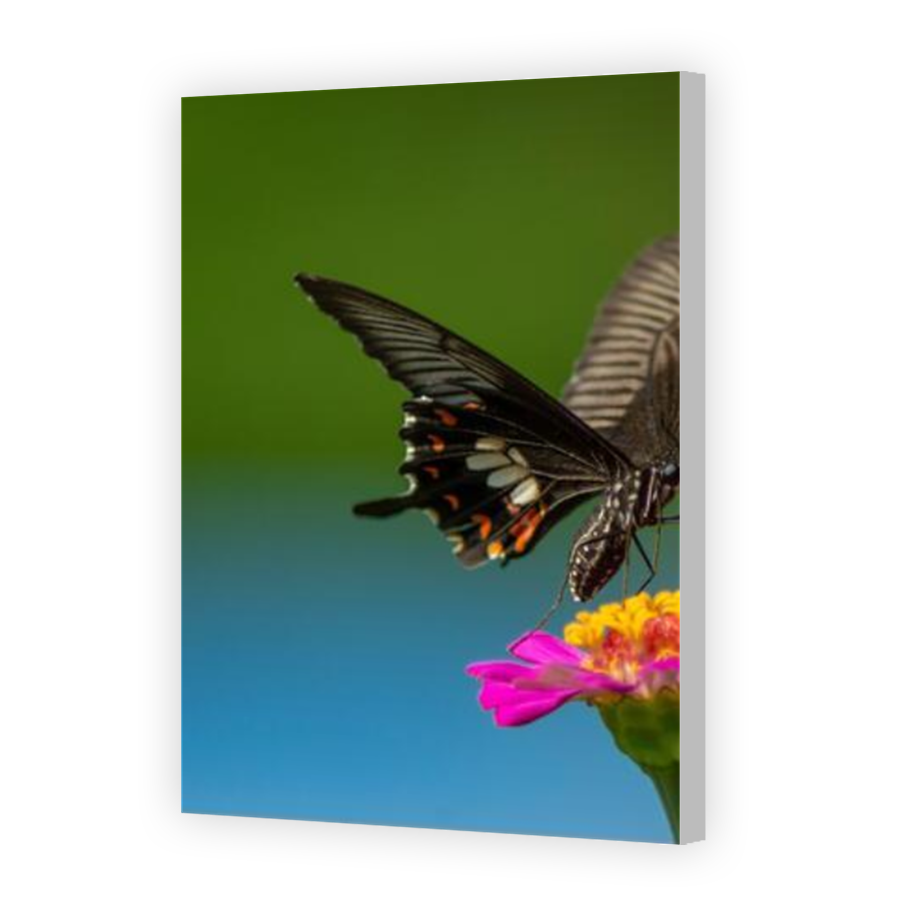Thumbnail for Canvas - Coloured Canvas Wrap