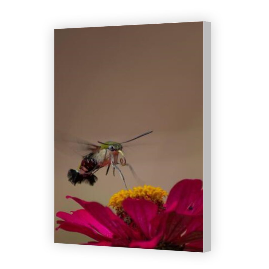 Thumbnail for Canvas - Coloured Canvas Wrap
