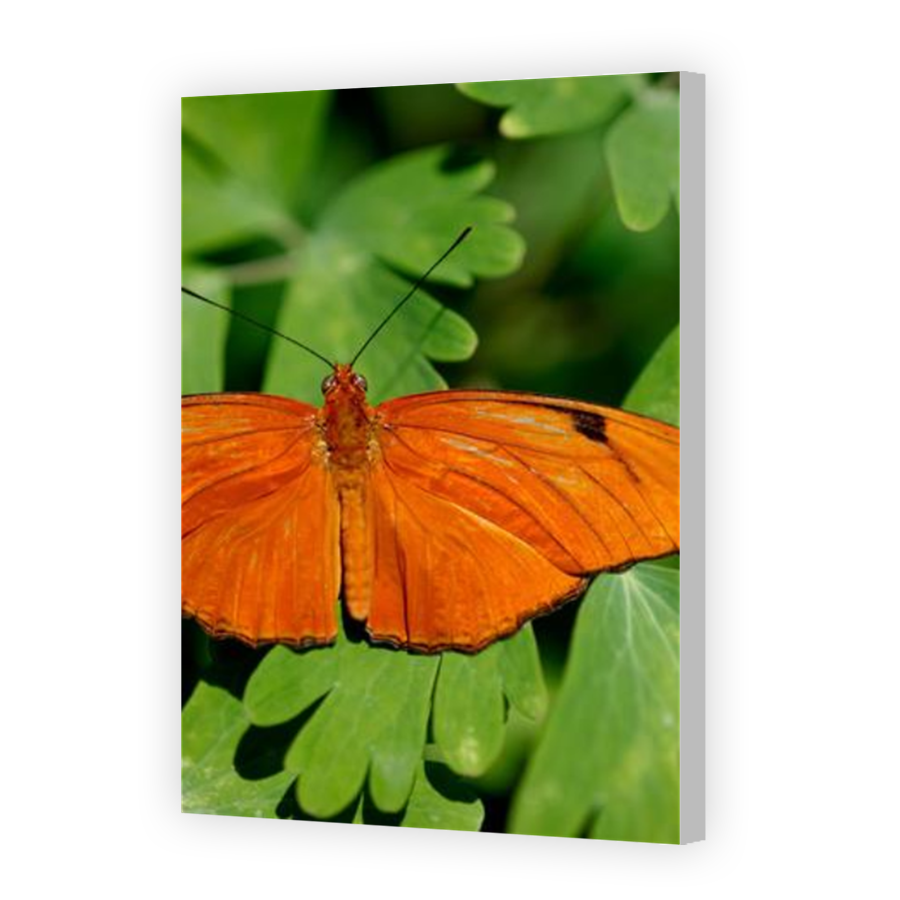 Thumbnail for Canvas - Coloured Canvas Wrap
