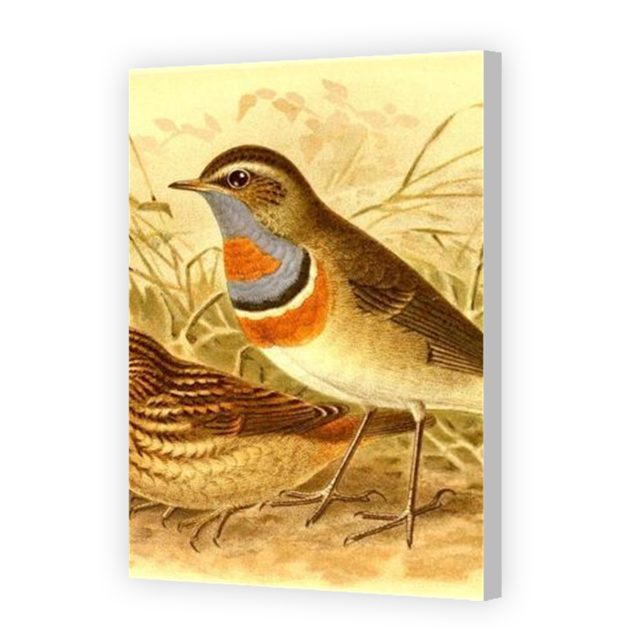 Thumbnail for Canvas - Coloured Canvas Wrap