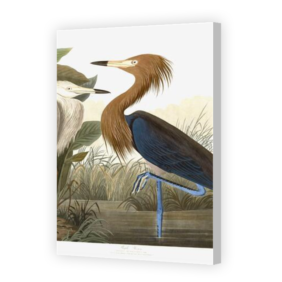 Thumbnail for Canvas - Coloured Canvas Wrap