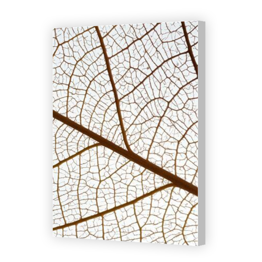Thumbnail for Canvas - Coloured Canvas Wrap