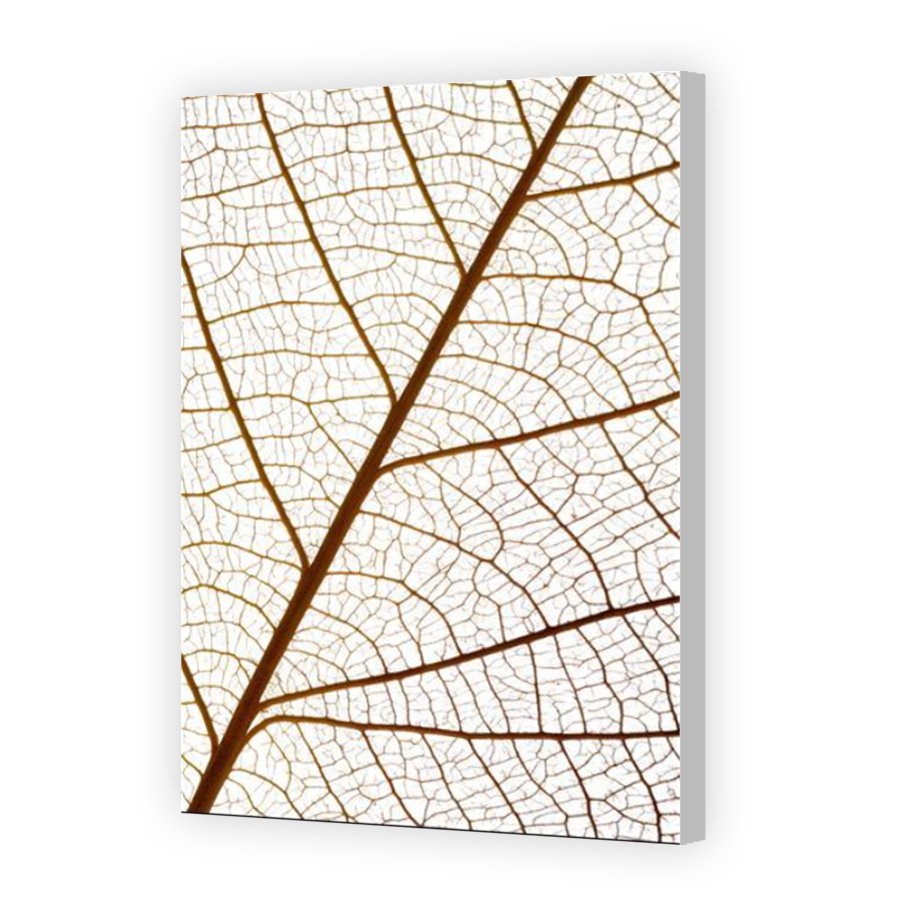 Thumbnail for Canvas - Coloured Canvas Wrap
