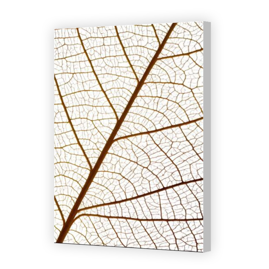 Thumbnail for Canvas - Coloured Canvas Wrap