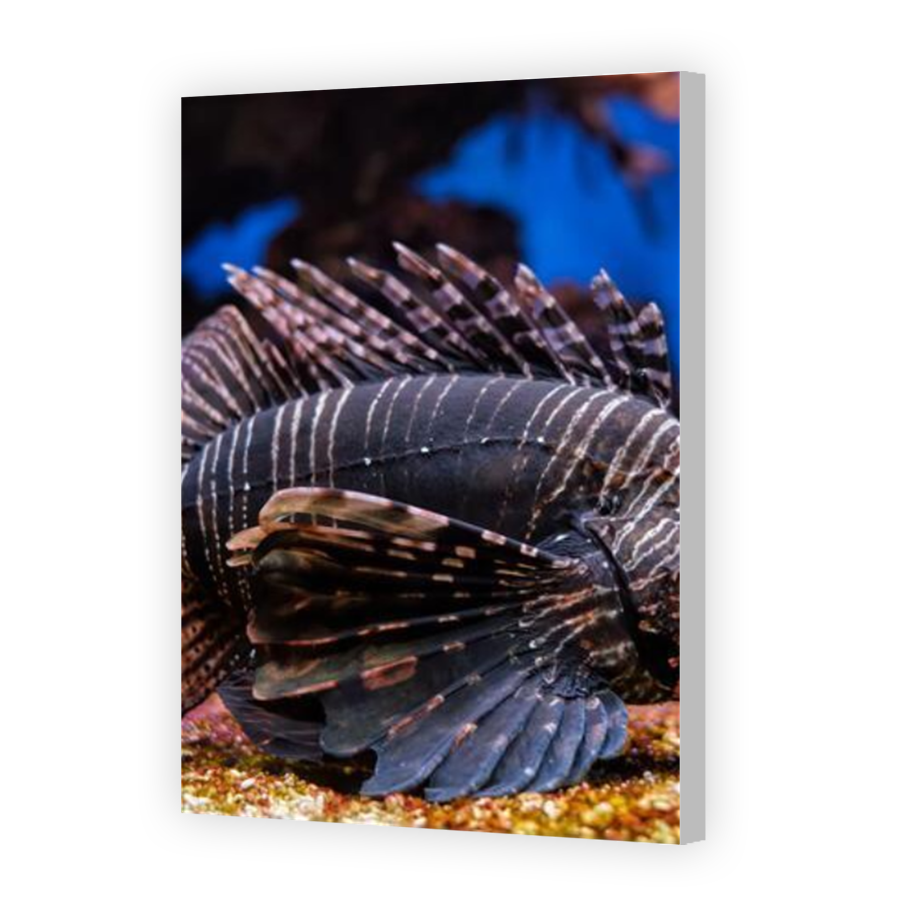 Thumbnail for Canvas - Coloured Canvas Wrap