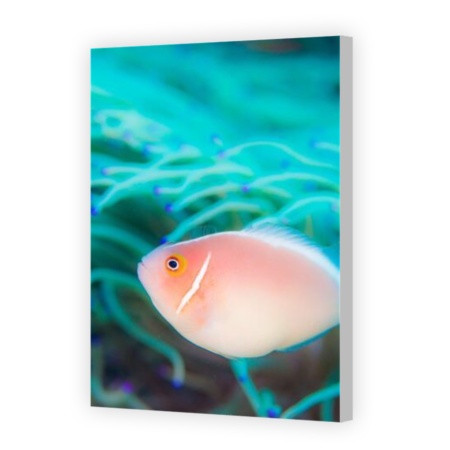 Thumbnail for Canvas - Coloured Canvas Wrap