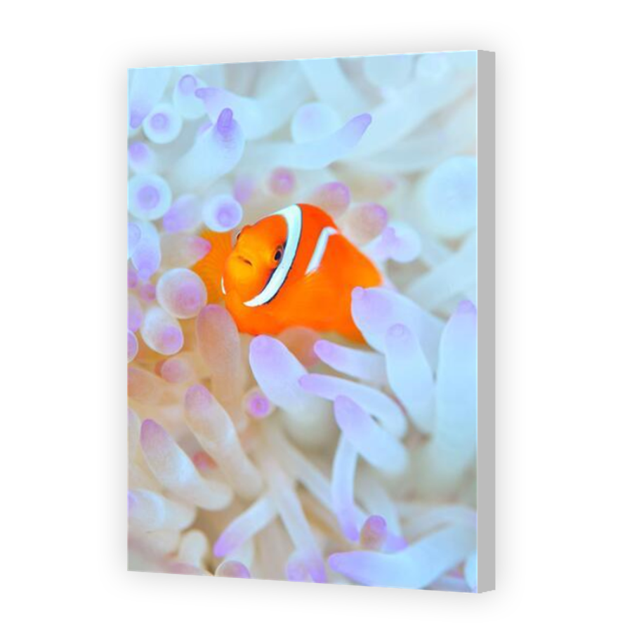 Thumbnail for Canvas - Coloured Canvas Wrap