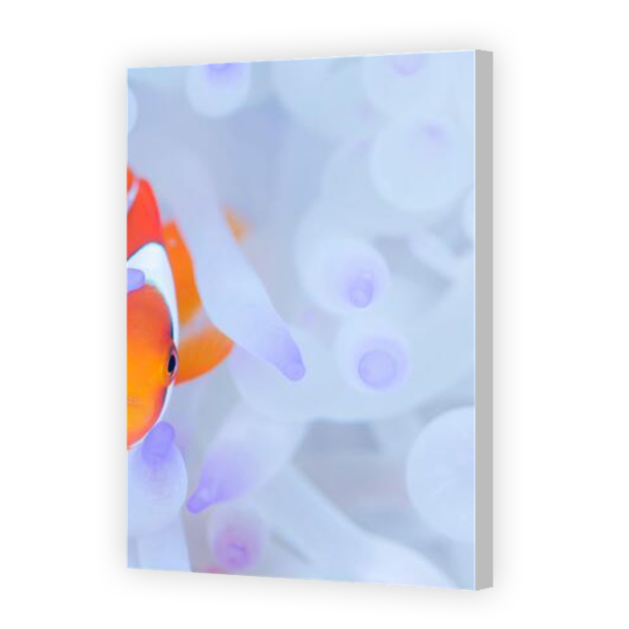 Thumbnail for Canvas - Coloured Canvas Wrap