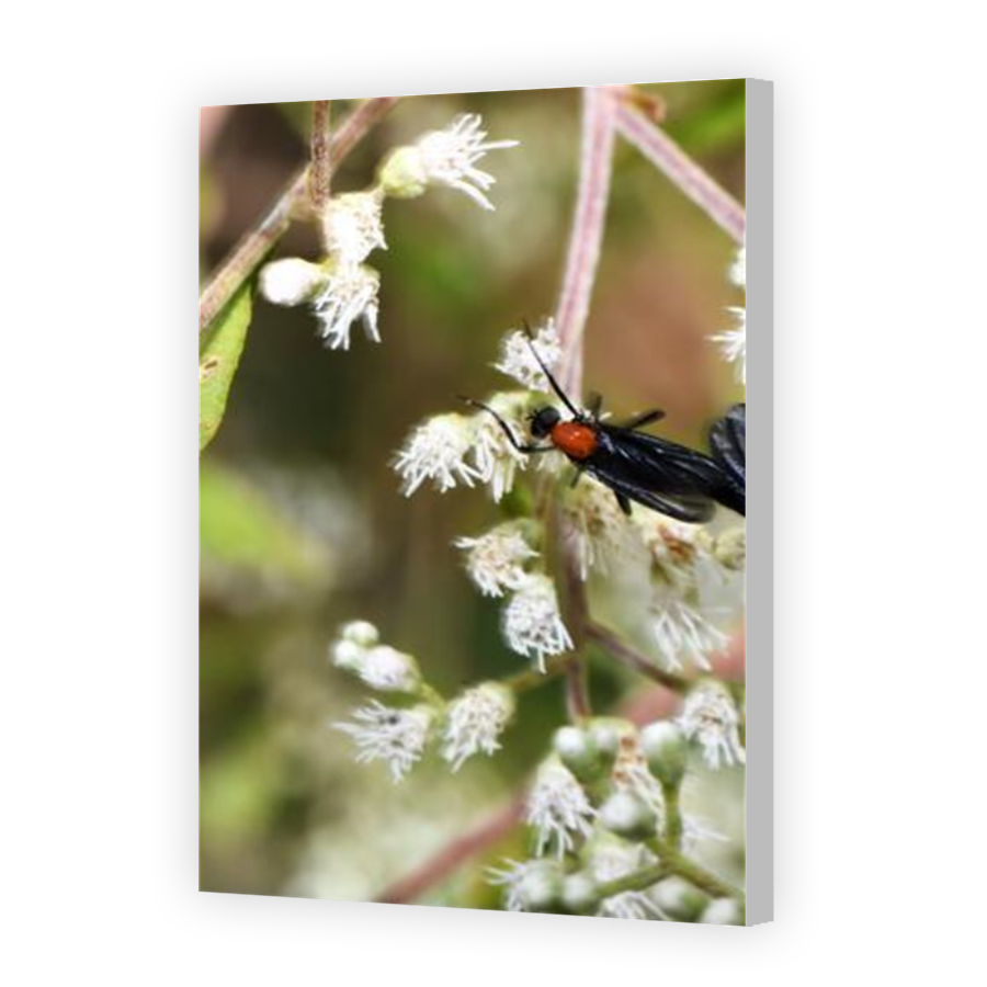 Thumbnail for Canvas - Coloured Canvas Wrap