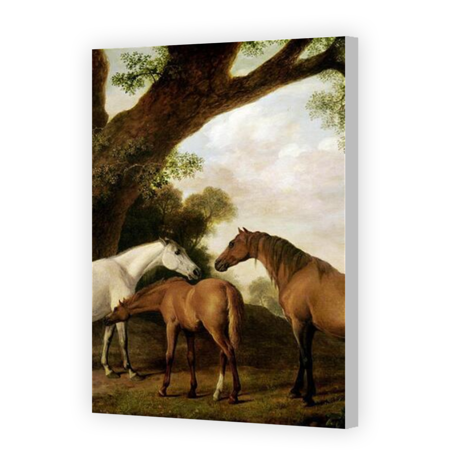 Thumbnail for Canvas - Coloured Canvas Wrap