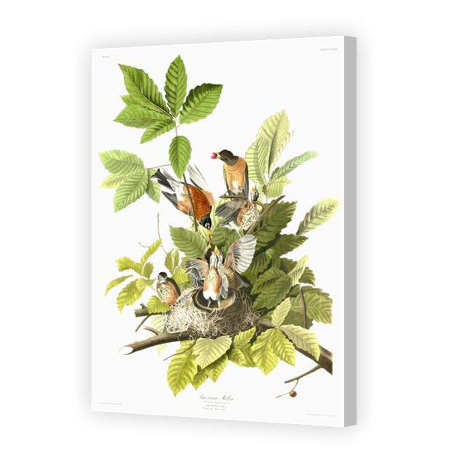 Thumbnail for Canvas - Coloured Canvas Wrap
