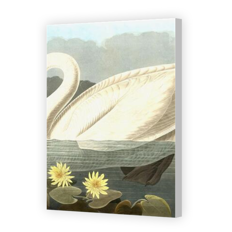 Thumbnail for Canvas - Coloured Canvas Wrap