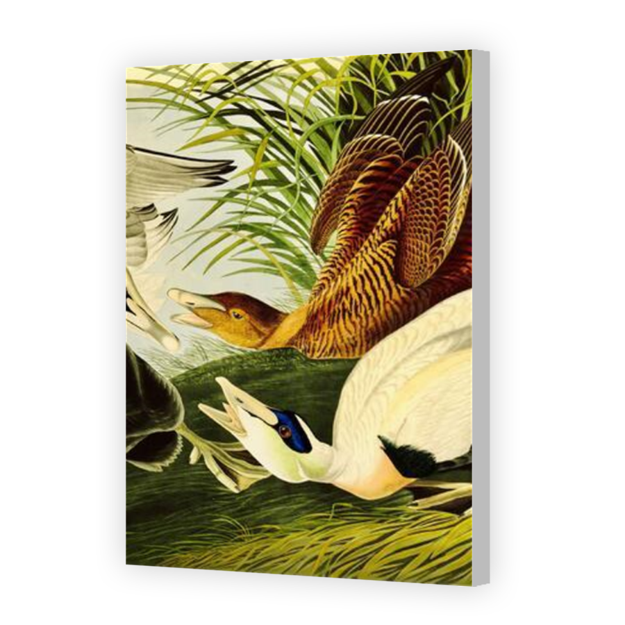 Thumbnail for Canvas - Coloured Canvas Wrap