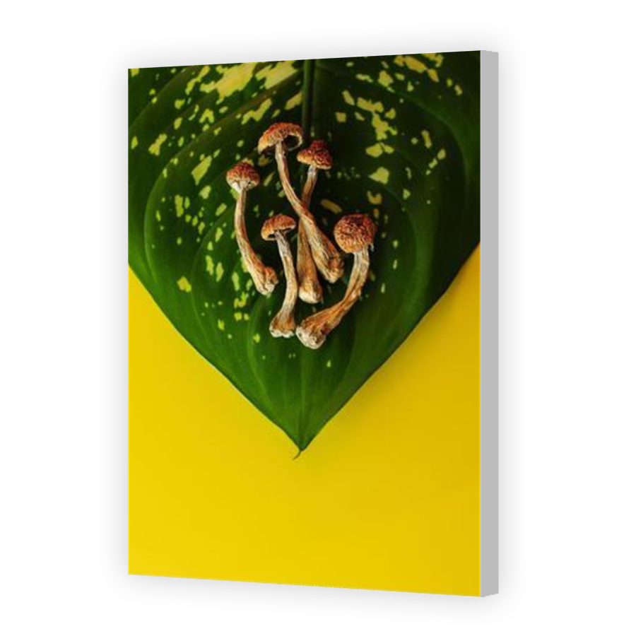 Thumbnail for Canvas - Coloured Canvas Wrap