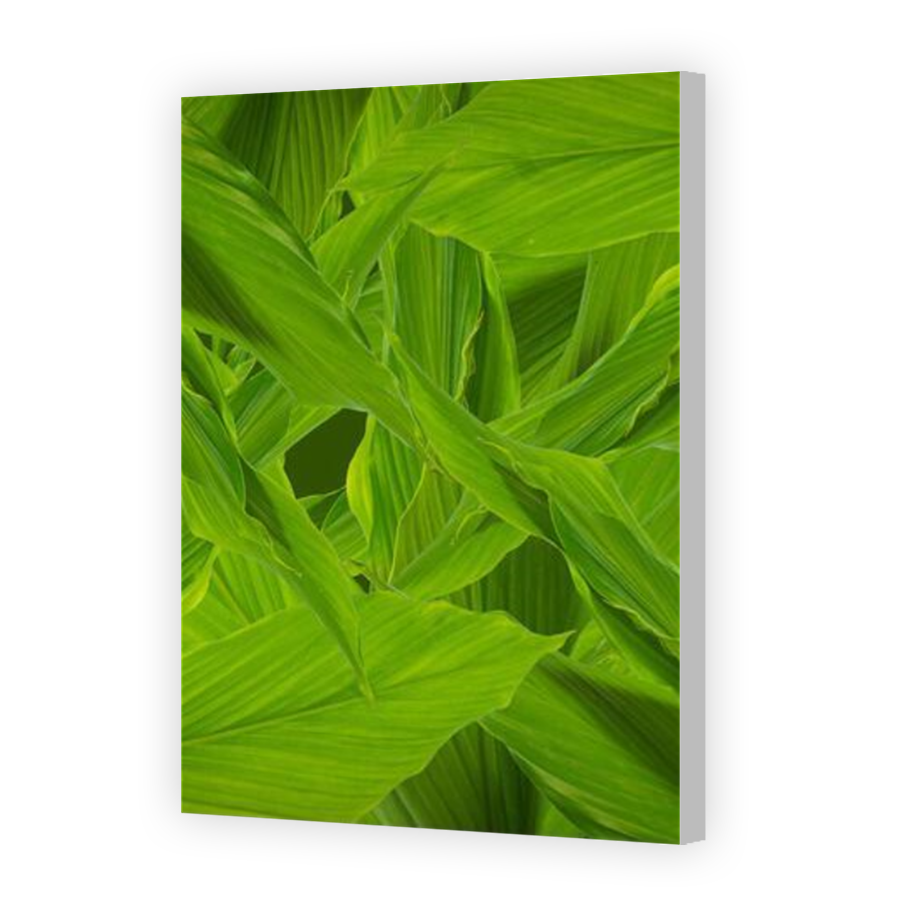 Thumbnail for Canvas - Coloured Canvas Wrap