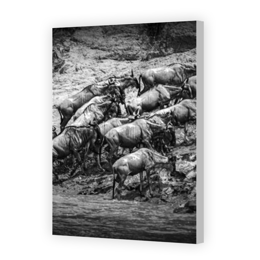 Thumbnail for Canvas - Coloured Canvas Wrap