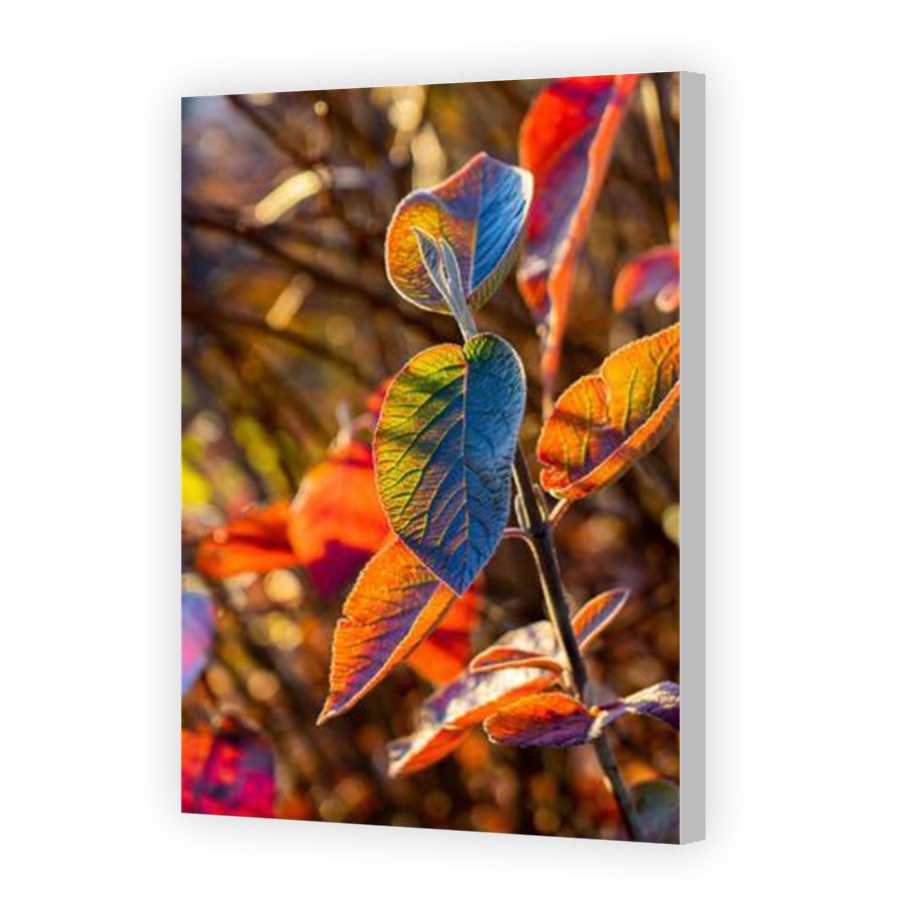 Thumbnail for Canvas - Coloured Canvas Wrap