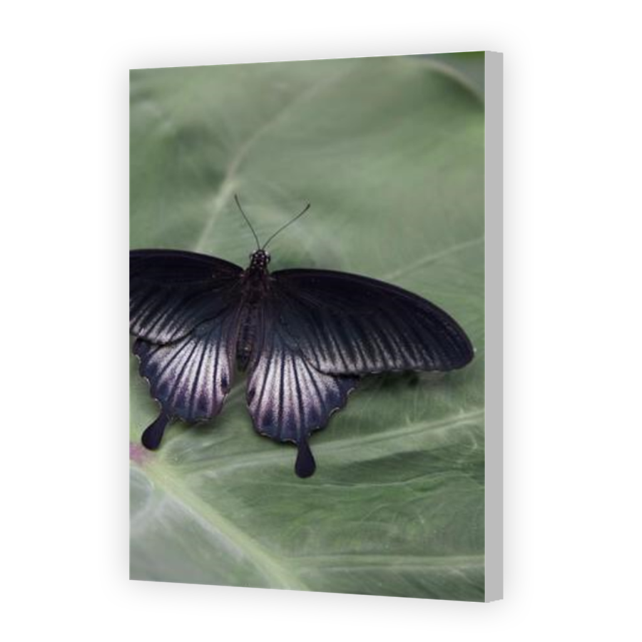 Thumbnail for Canvas - Coloured Canvas Wrap