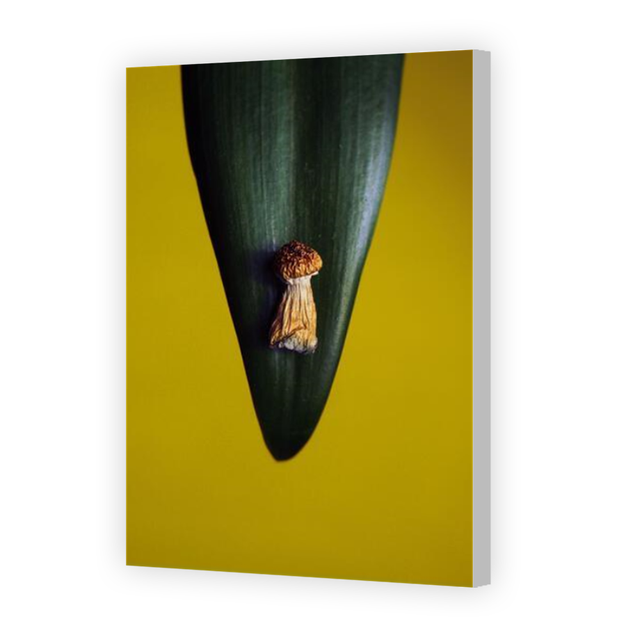 Thumbnail for Canvas - Coloured Canvas Wrap