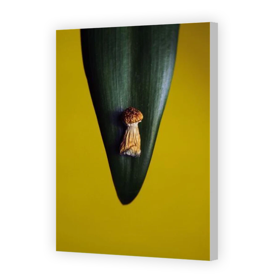 Thumbnail for Canvas - Coloured Canvas Wrap