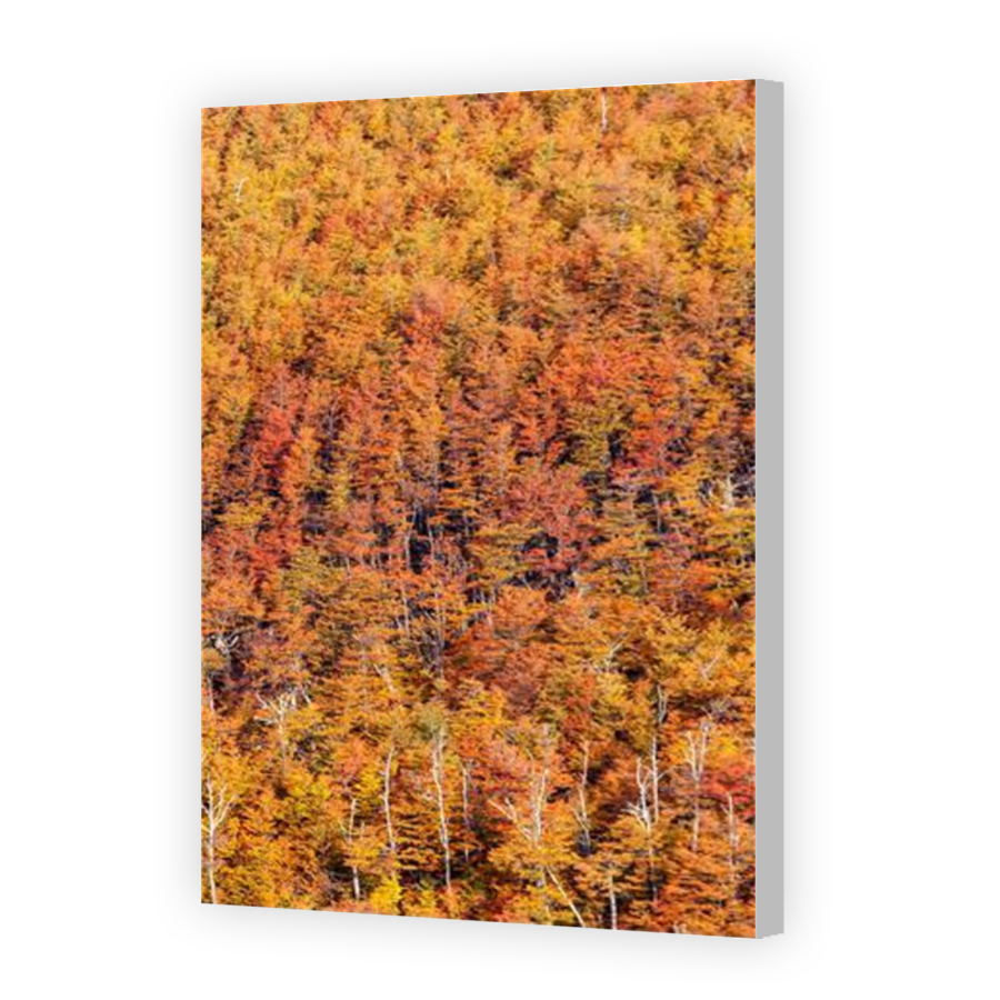 Thumbnail for Canvas - Coloured Canvas Wrap