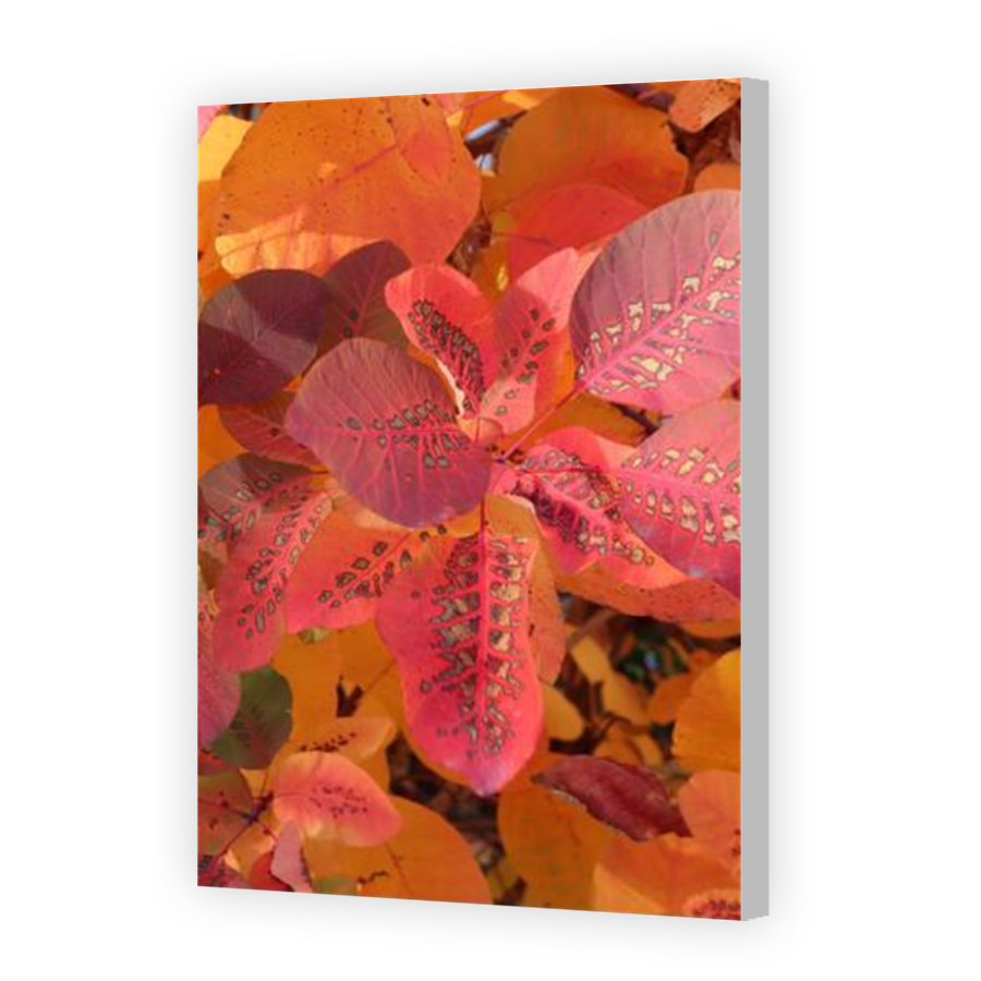 Thumbnail for Canvas - Coloured Canvas Wrap