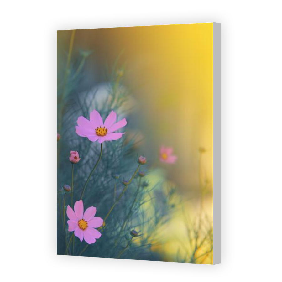 Thumbnail for Canvas - Coloured Canvas Wrap