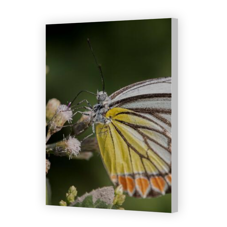 Thumbnail for Canvas - Coloured Canvas Wrap