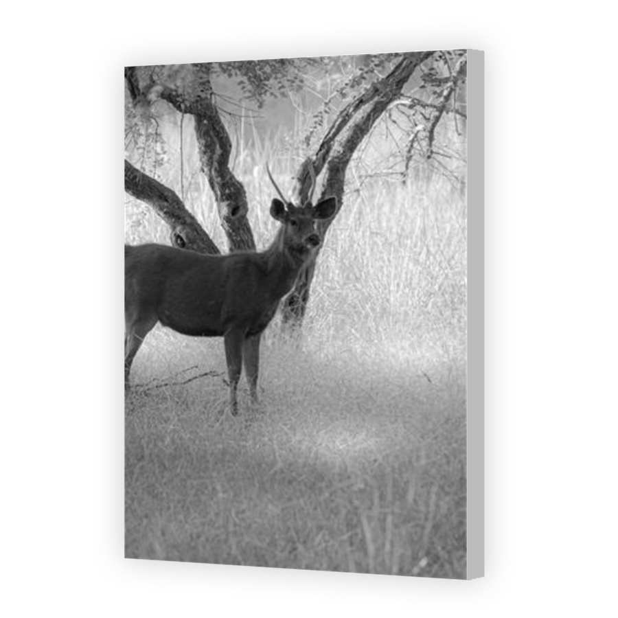 Thumbnail for Canvas - Coloured Canvas Wrap