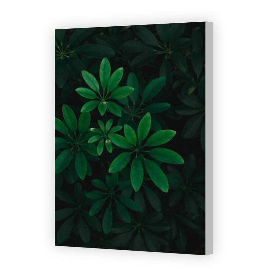 Thumbnail for Canvas - Coloured Canvas Wrap