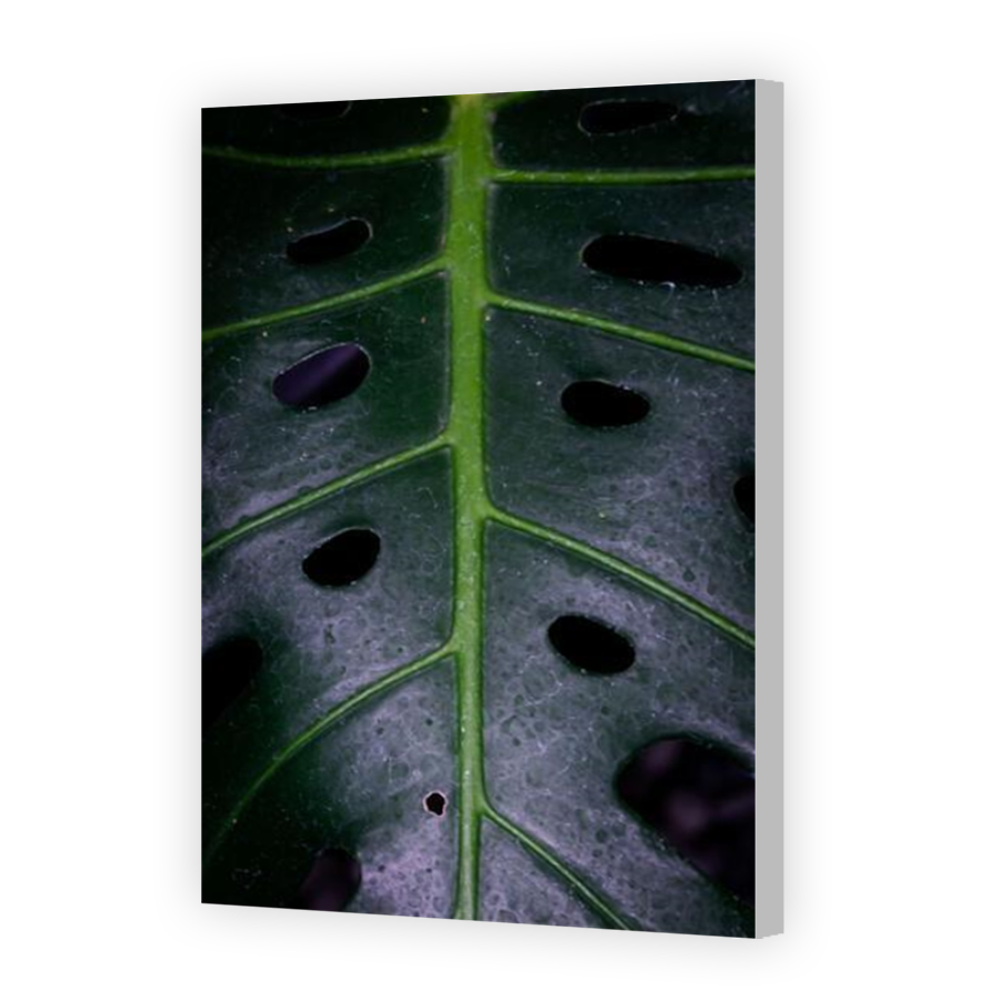 Thumbnail for Canvas - Coloured Canvas Wrap