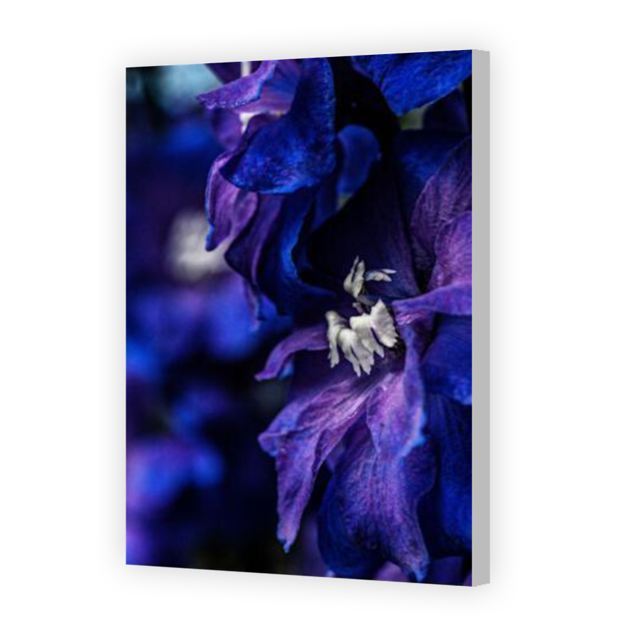 Thumbnail for Canvas - Coloured Canvas Wrap