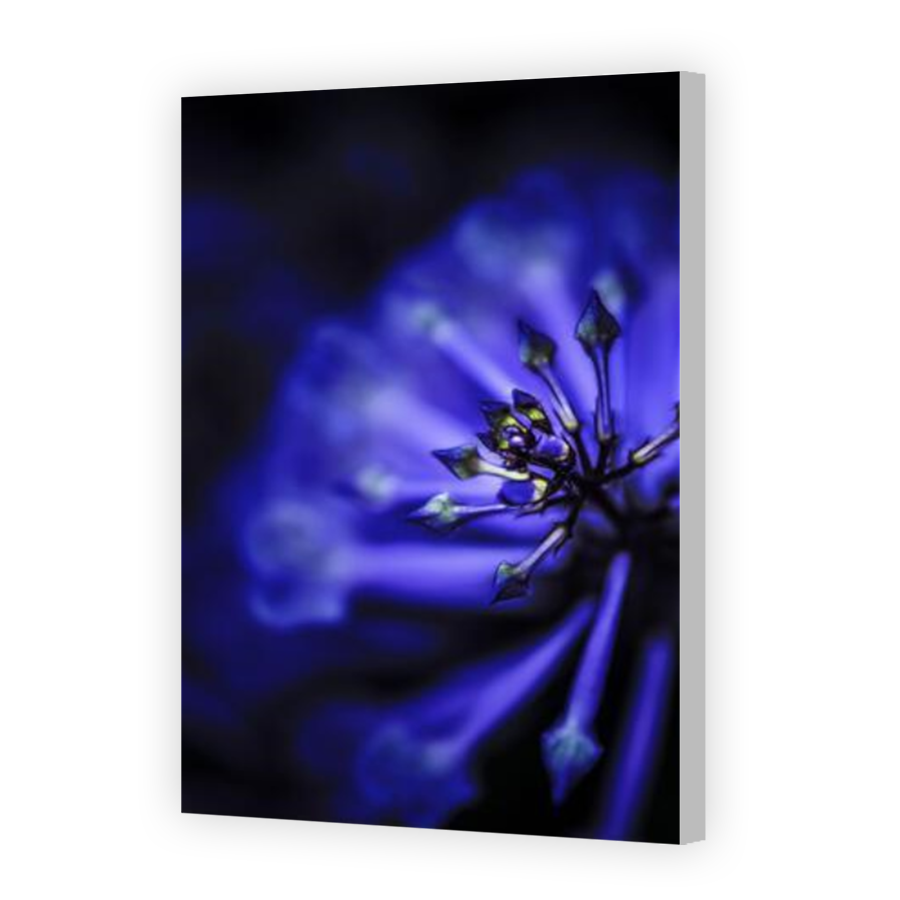 Thumbnail for Canvas - Coloured Canvas Wrap