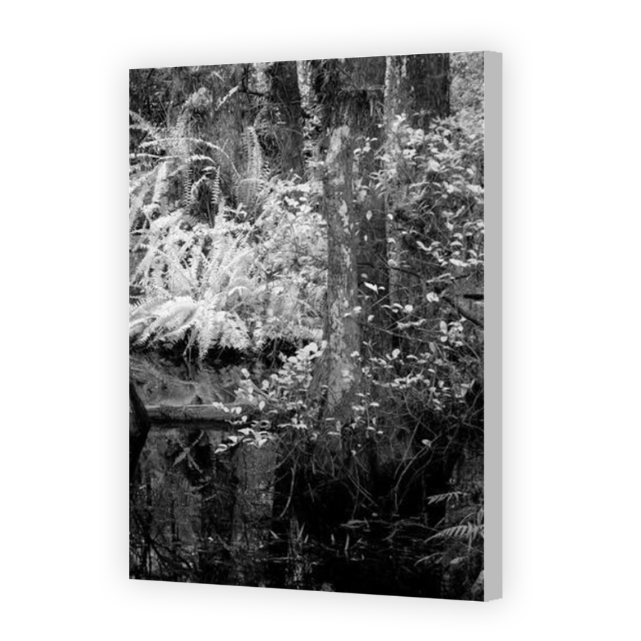 Thumbnail for Canvas - Coloured Canvas Wrap
