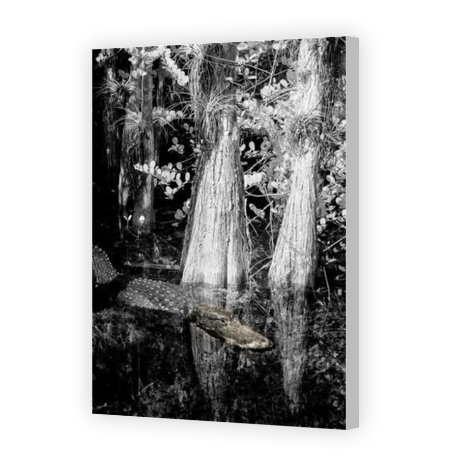 Thumbnail for Canvas - Coloured Canvas Wrap