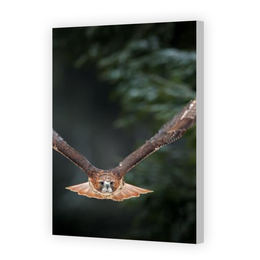 Thumbnail for Canvas - Coloured Canvas Wrap
