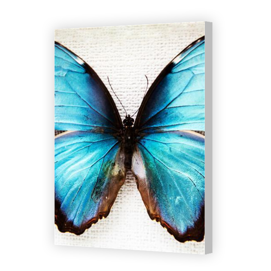 Thumbnail for Canvas - Coloured Canvas Wrap