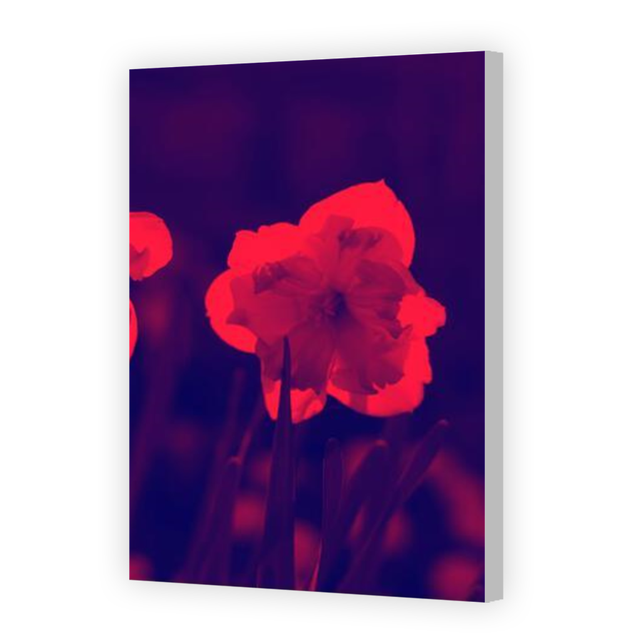 Thumbnail for Canvas - Coloured Canvas Wrap