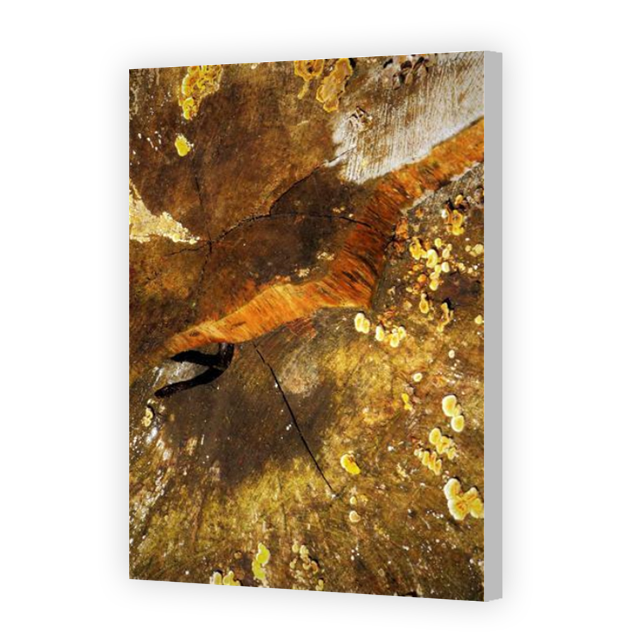 Thumbnail for Canvas - Coloured Canvas Wrap