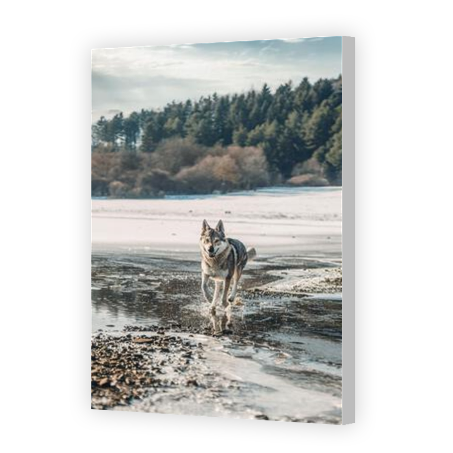Thumbnail for Canvas - Coloured Canvas Wrap