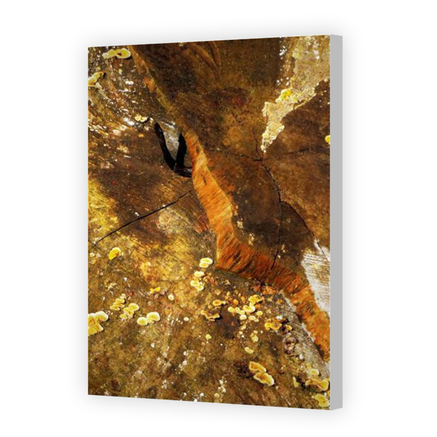 Thumbnail for Canvas - Coloured Canvas Wrap