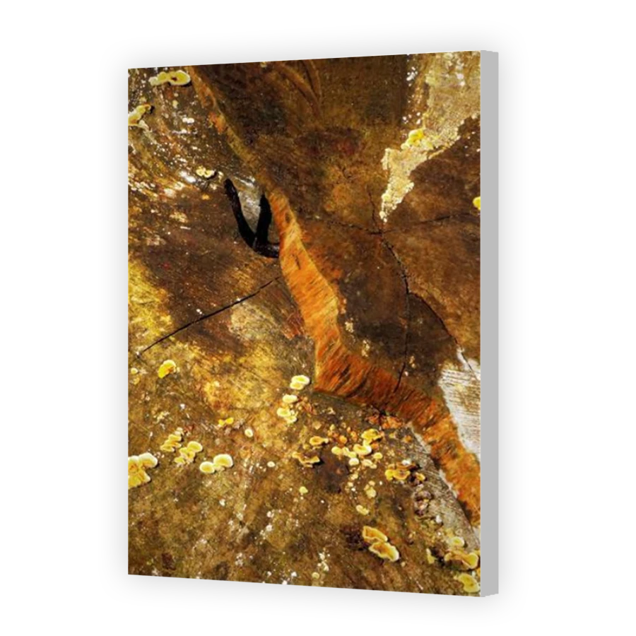 Thumbnail for Canvas - Coloured Canvas Wrap