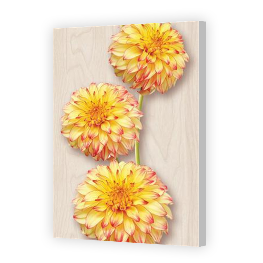 Thumbnail for Canvas - Coloured Canvas Wrap