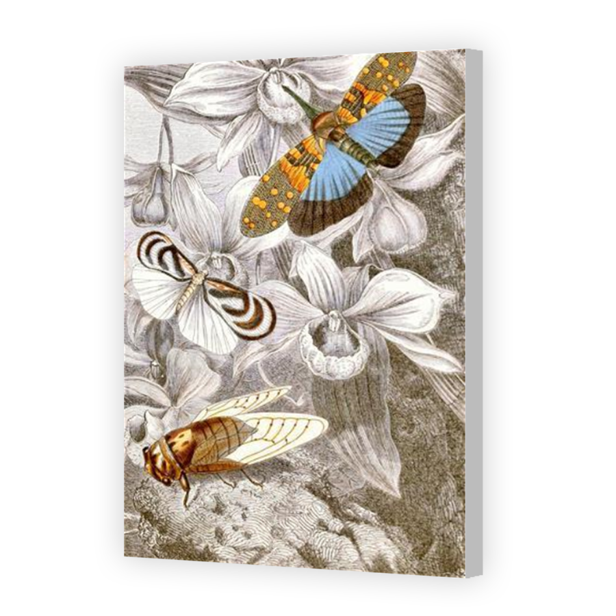 Thumbnail for Canvas - Coloured Canvas Wrap